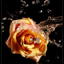 Схема вышивки «желтая роза»