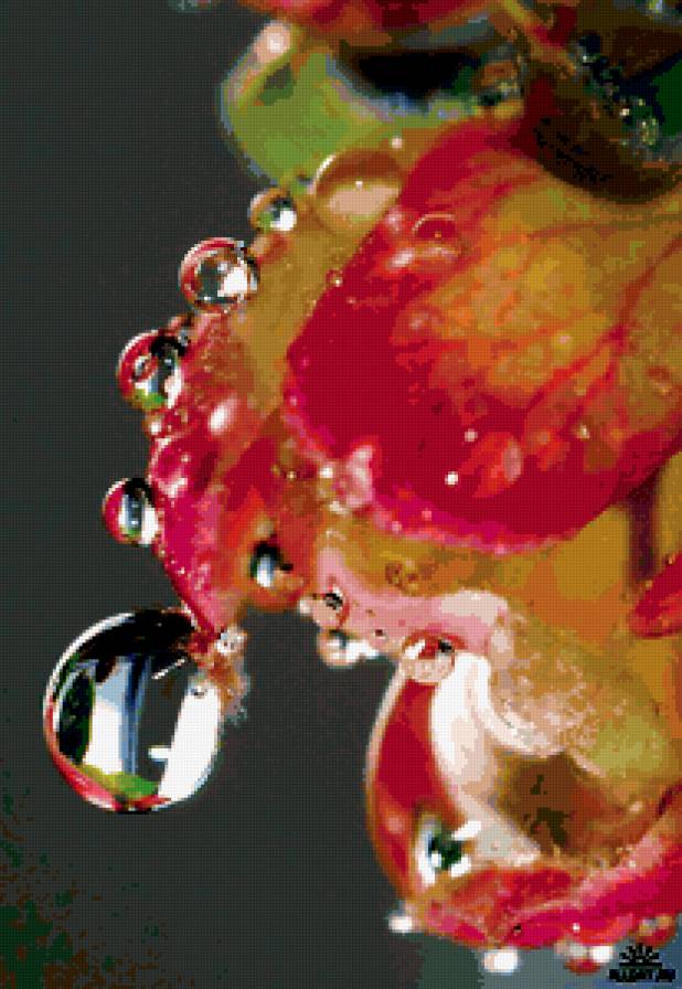 роса - роза, цветы - предпросмотр