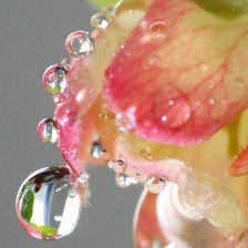 Схема вышивки «роса»