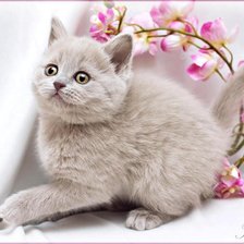 Схема вышивки «котенок»