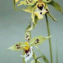 Схема вышивки «orquidea 1»