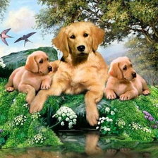 собачье семейство