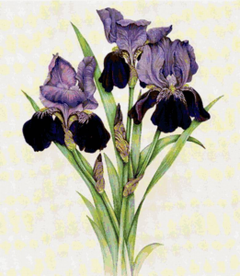 ирисы - предпросмотр