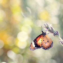 Схема вышивки «Бабочка»