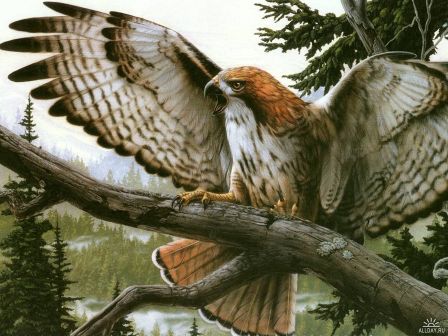 дикая природа - природа, птица, лето - оригинал