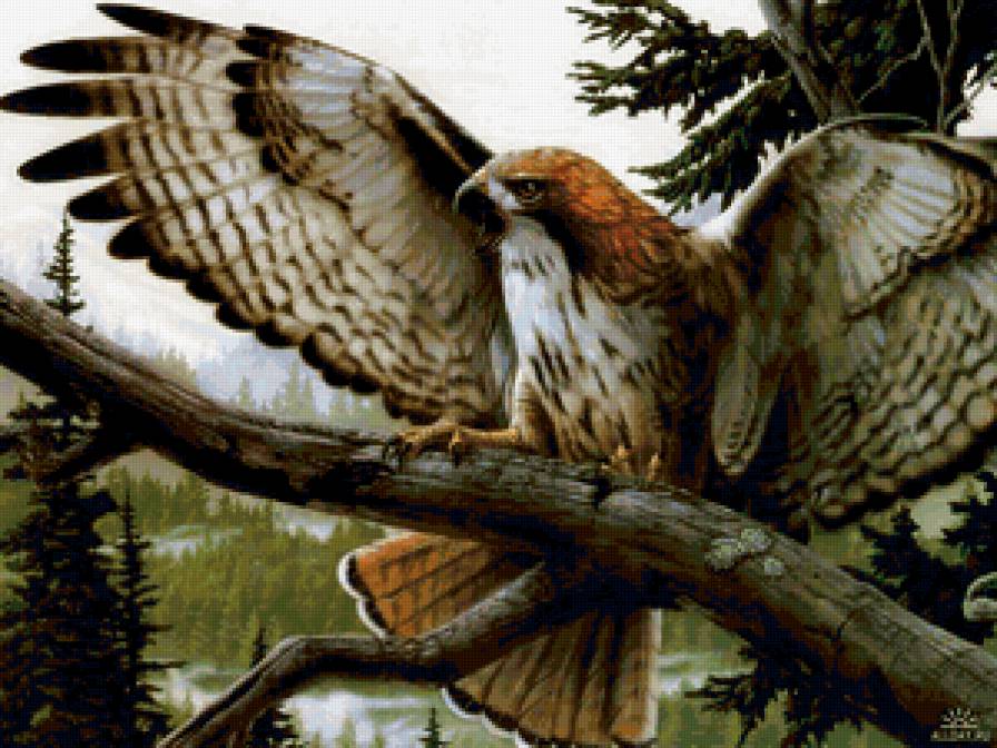 дикая природа - лето, птица, природа - предпросмотр