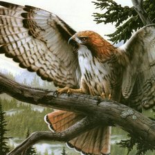 дикая природа