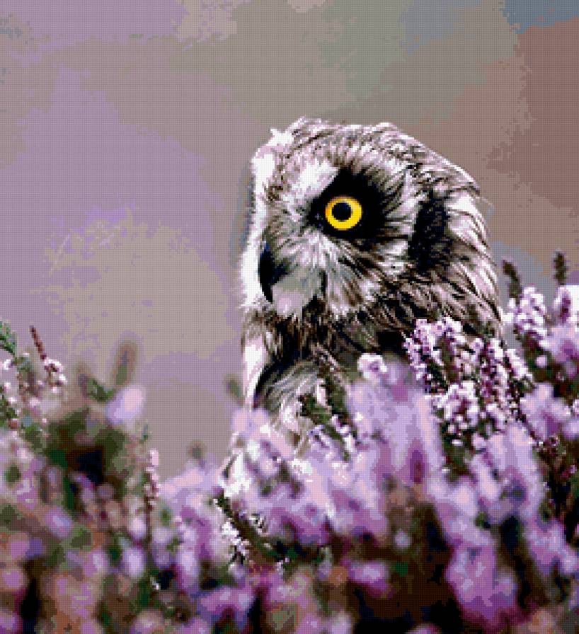 Сова - сова, птица, цветы, лаванда - предпросмотр