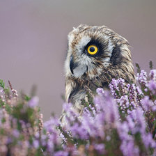 Схема вышивки «Сова»