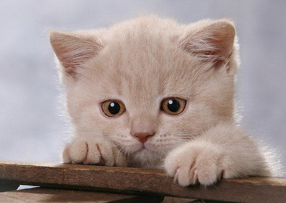 котик - оригинал