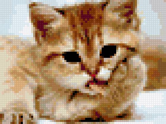 котя - предпросмотр