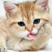 Схема вышивки «котя»