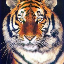 Схема вышивки «тигр»