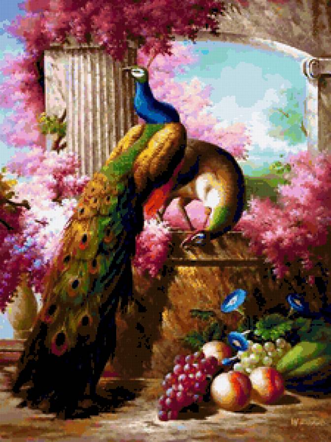 Королевский павлин - птицы, павлин - предпросмотр