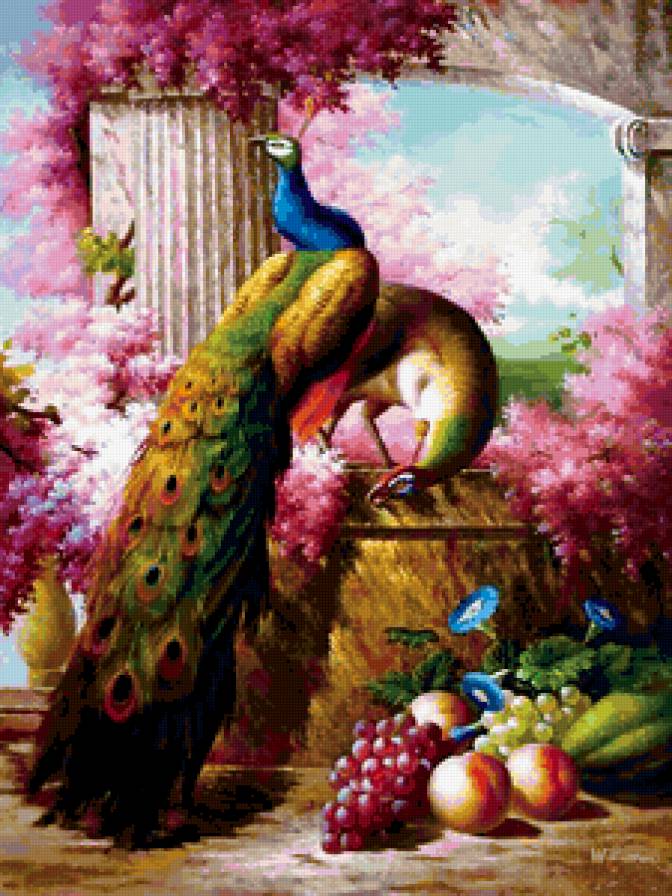 павлин - павлин, птицы - предпросмотр