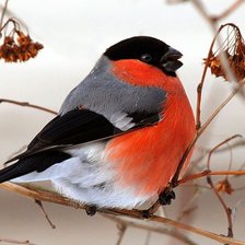 Схема вышивки «Снегирь»