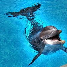 Схема вышивки «Дельфин»