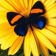 Схема вышивки «Бабочка»