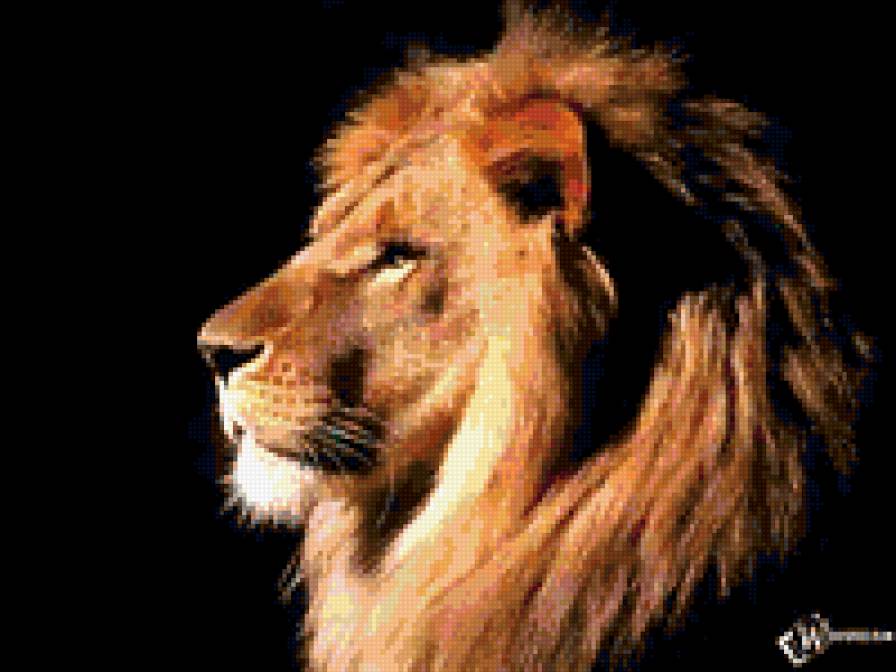 лев - лев, животные - предпросмотр