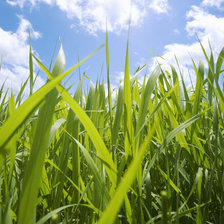 Схема вышивки «Травушка-муравушка»