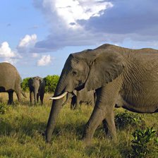 Схема вышивки «Слоны»