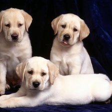 Схема вышивки «Щеночки»