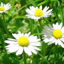 Схема вышивки «Ромашки»