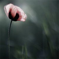 Схема вышивки «Ночной тюльпан»