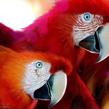 Схема вышивки «АРА»