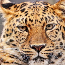 Схема вышивки «КИСА-БОЛЬШАЯ»