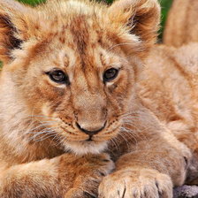 Схема вышивки «ЛЬВЕНОК)))))))»