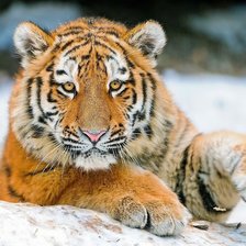 Схема вышивки «КИСУЛЯ»