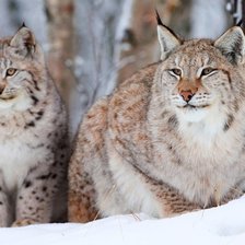 Схема вышивки «ПАРА-РЫСЕЙ»