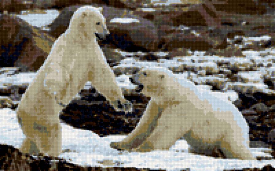 БЕЛЫЕ МЕДВЕДИ - предпросмотр