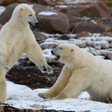 Схема вышивки «БЕЛЫЕ МЕДВЕДИ»