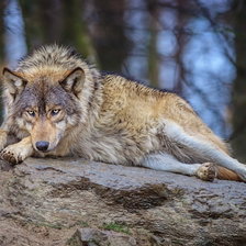 Схема вышивки «ВОЛЧИЦА»