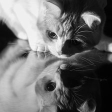 БЕЛАЯ КИСКА