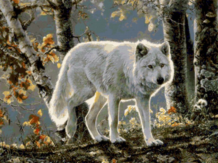 №246469 - картина, лес, осень, волк - предпросмотр