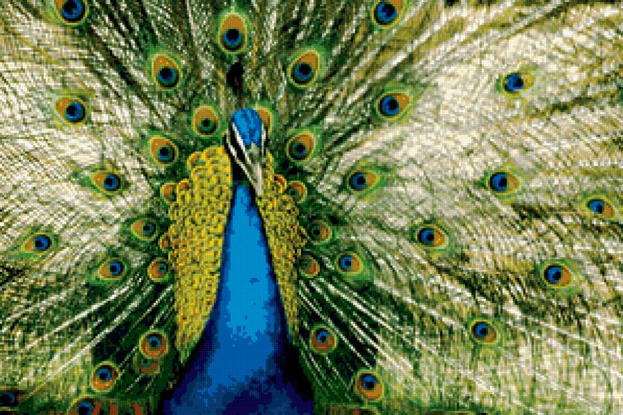 Павлин - павлин - предпросмотр