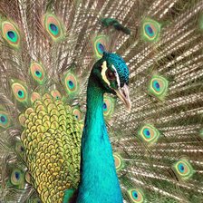 Схема вышивки «Павлин»