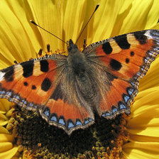 Схема вышивки «Бабочка»