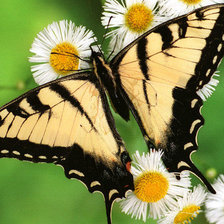 Схема вышивки «Бабочка»