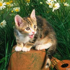 Схема вышивки «серия "кошки"»