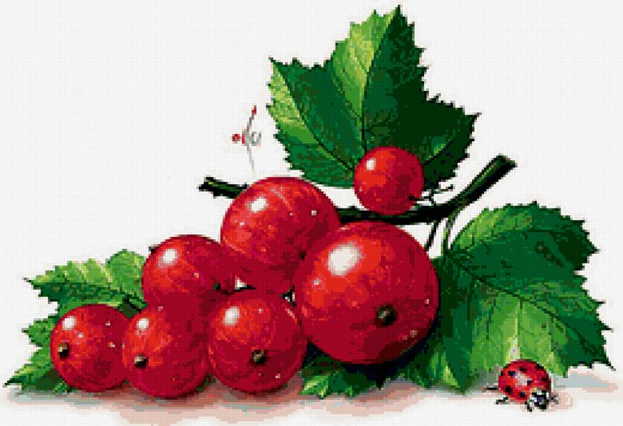 Красная смородина - ягода.смородина - предпросмотр