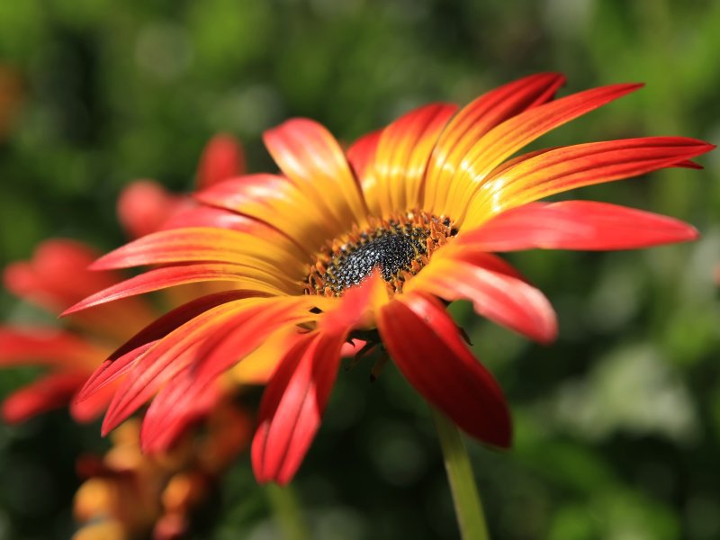 Цветочек - цветы - оригинал