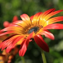 Схема вышивки «Цветочек»