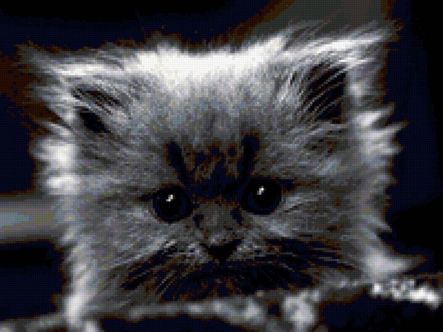 Котик - коты - предпросмотр