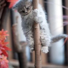 Схема вышивки «скалолаз)»