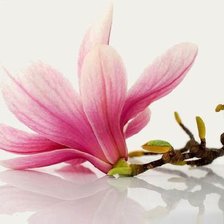 Схема вышивки «Магнолия2»