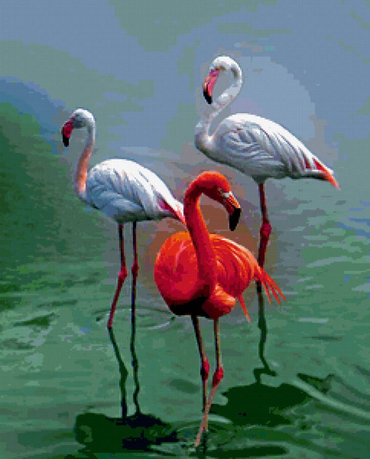 Три фламинго - животные, природа, птицы - предпросмотр